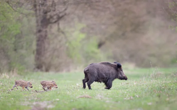 초원에 새끼 돼지와 멧돼지 — 스톡 사진