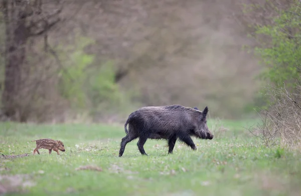 Wildschwein mit Ferkel auf der Weide — Stockfoto