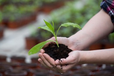 Filiz ve toprak elinde tutan kadın