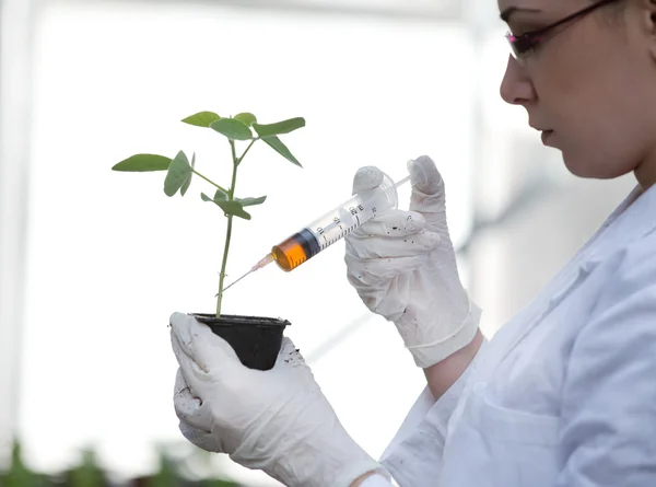 Scientifique versant de la chimie dans un pot de fleurs — Photo