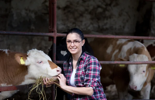 Farmer girl with heifers Stock Photo