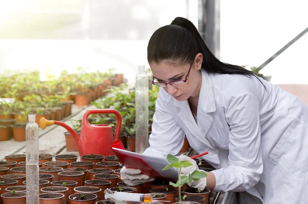 生物学家温室豆芽 — 图库照片