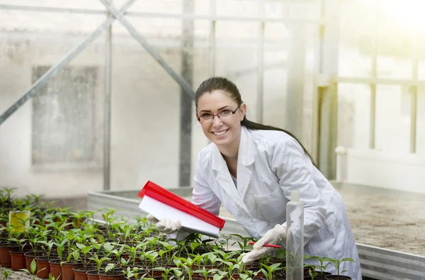 Biolog s klíčky ve skleníku — Stock fotografie