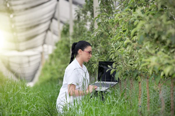 Женщина с ноутбуком в яблоневом саду — стоковое фото