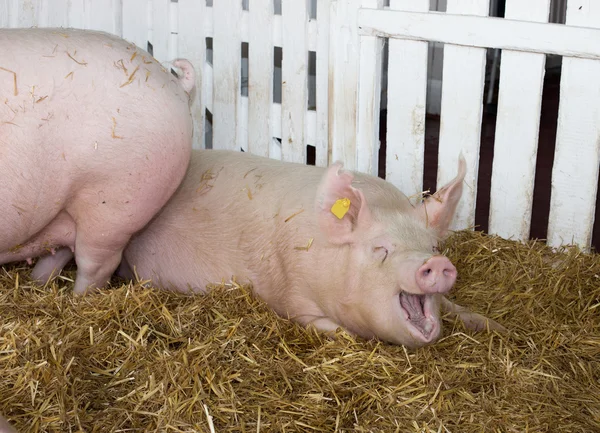 Große weiße Schweine im Gehege — Stockfoto