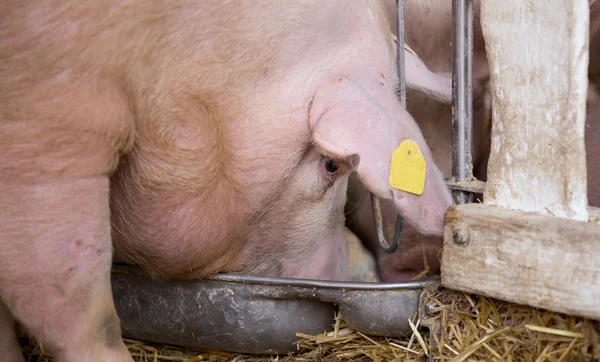 Pig eating from hog feeder — Stock Photo, Image