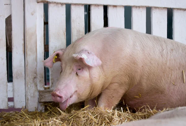 Panting pig in pen — Stock Photo, Image