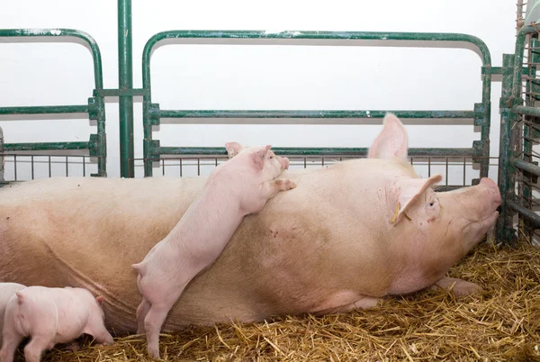 Grote witte varkens whith biggen in de pen — Stockfoto