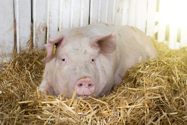 Large white swine in pen — Stock Photo, Image