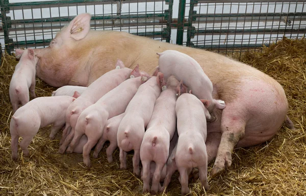 Sow with piglets nursing — Stock Photo, Image