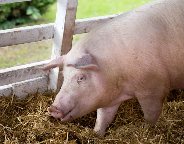 Large white swine on farm — Stock Photo, Image