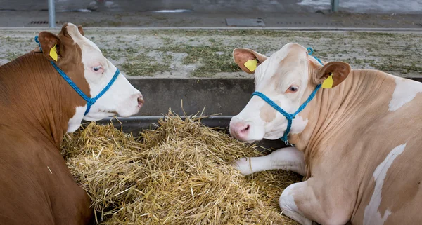 Simmental sığır istikrarlı — Stok fotoğraf