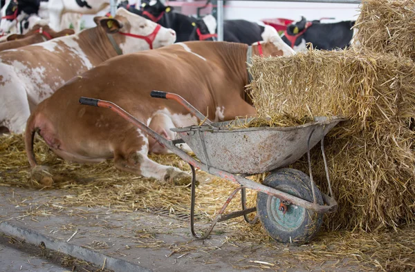 Wheelbarrow with manure in front of cows — Stock Photo, Image