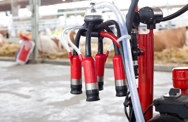 Milking machine in front of cows — Stock Photo, Image