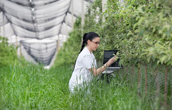 Elma bahçesi içinde laptop kadınla — Stok fotoğraf