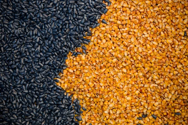 Corn and sunflower seeds — Stock Photo, Image