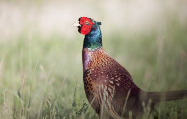 Ringneck pheasant in high grass clipart