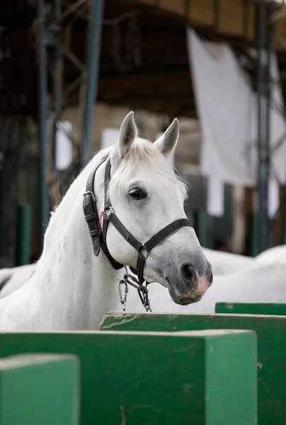 Retrato de cavalo Lipizzaner — Fotografia de Stock