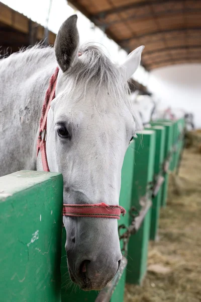 Cabeça de cavalo Lipizzaner — Fotografia de Stock