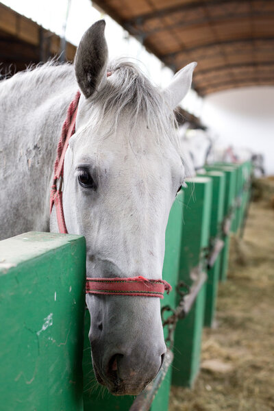 Lipizzaner horse head