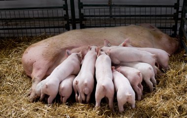 Sow with piglets nursing clipart