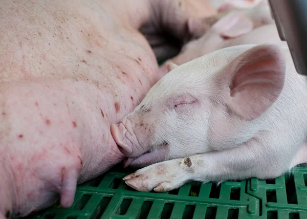 돼지에 유아 — 스톡 사진