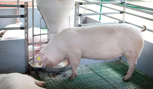 Domestic pig eating from self feeder — Stock Photo, Image