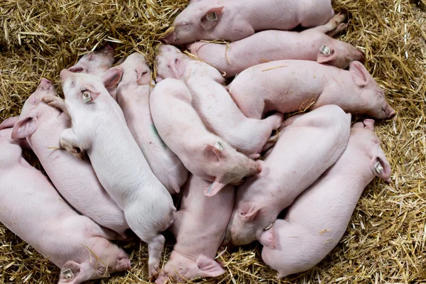 Ferkel schlafen auf Stroh — Stockfoto