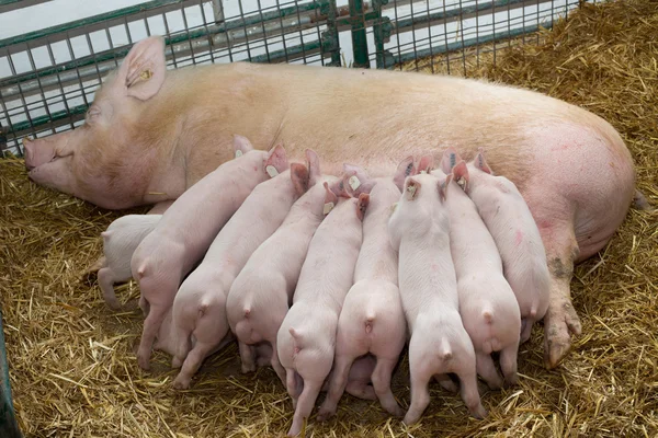 Sow with piglets nursing — Stock Photo, Image