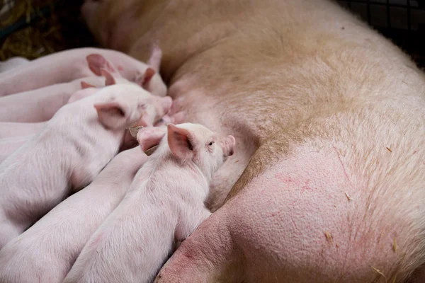 간호 piglets과 뿌리 다 — 스톡 사진