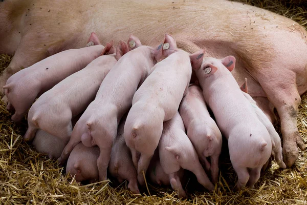 Sow with piglets nursing — Stock Photo, Image