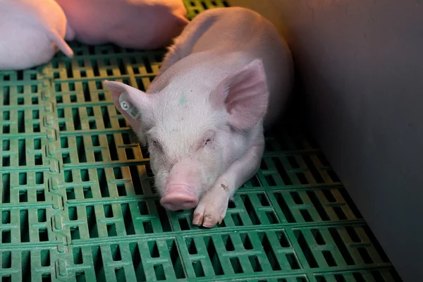 Piglet sleeping on plastic flooring — ストック写真