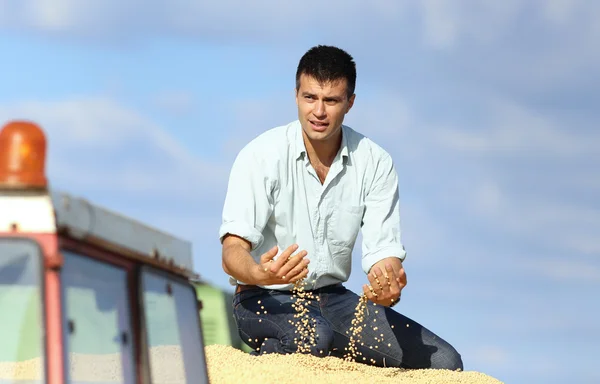 Фермер в трейлере, полном сои — стоковое фото