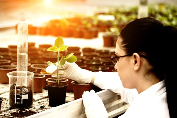 Bioloog gieten van vloeistof in de bloempot met sprout — Stockfoto