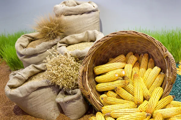 Agricultural products assorted — Stock Photo, Image