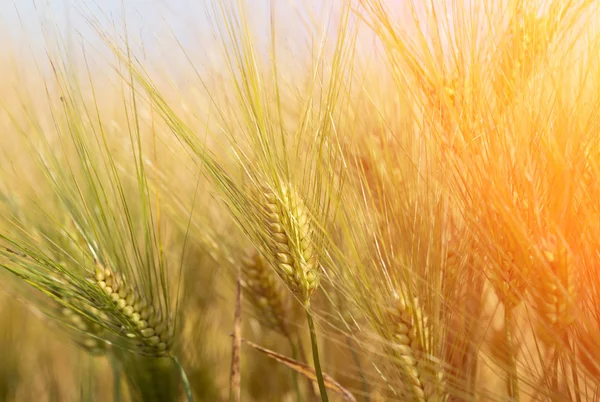 Barley field at sunset — Stock Photo, Image