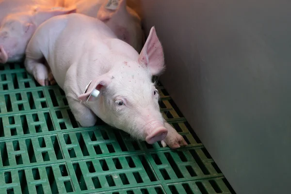 Piglet sleeping on plastic flooring — Stockfoto