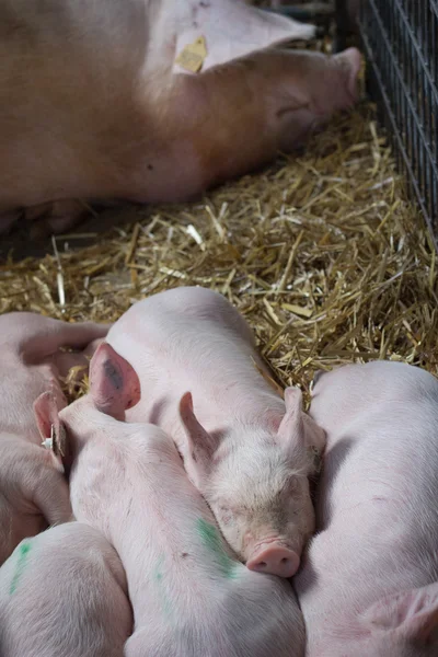 Piglets sleeping on straw — Stock Photo, Image
