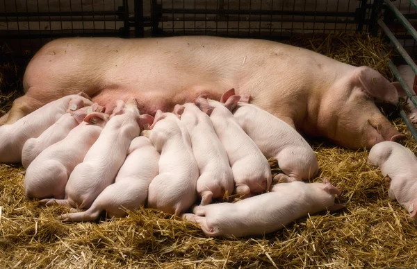 Hemşirelik domuz yavruları ile ekmek — Stok fotoğraf