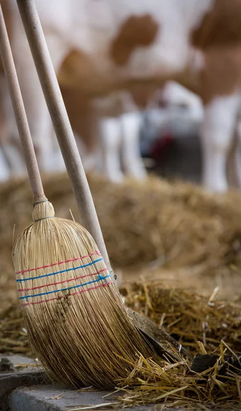 Broom and shovel for cattle dung — Stock Photo, Image