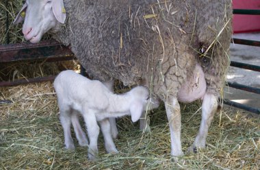 Kuzu emzirmeyi koyun