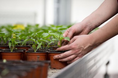 Lahanası çiçek tencereye holding insan eller