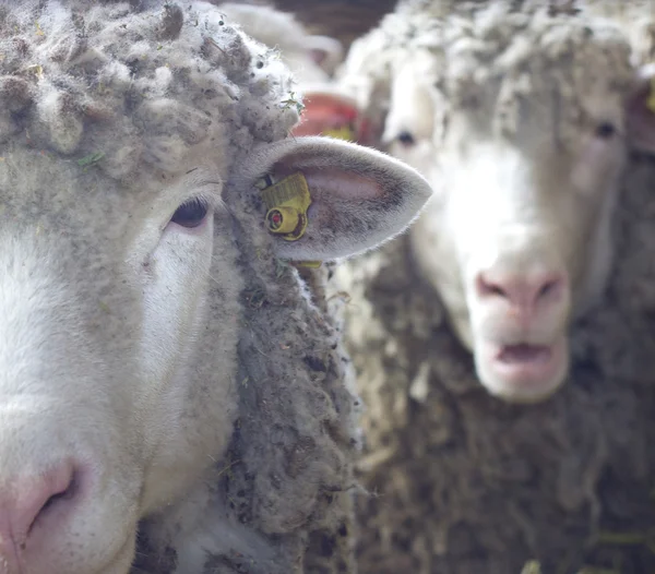 Dos ovejas mirando a la cámara — Foto de Stock