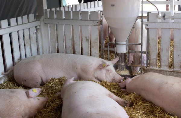 Pigs sleeping beside hog feeder — Stock Photo, Image