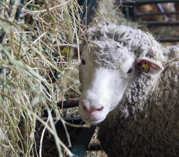 Sheep beside manger with hay — Stock Photo, Image