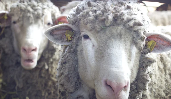 Zwei Schafe blicken in die Kamera — Stockfoto