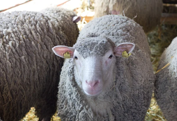 Moutons regardant caméra — Photo