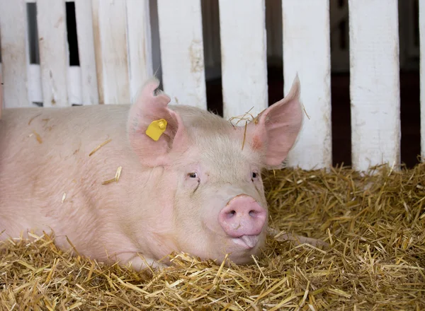 Large white swine in pen — Stock Photo, Image