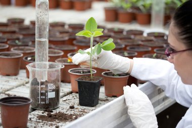 Saksıyı Filiz ile içine sıvı dökme biyolog