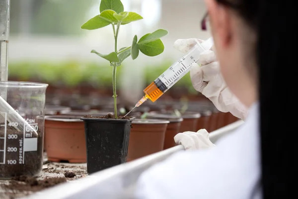 Biolog testování růst výhonek — Stock fotografie